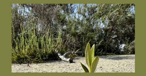 UAE plants 10 mangrove trees for each COP28 visitor
