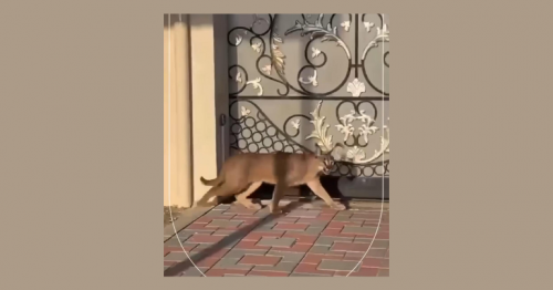  Fujairah Authorities Investigate Wild Cat Sighting;