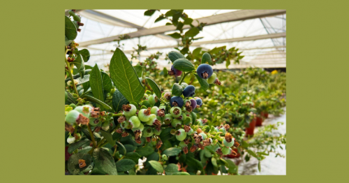 Abu Dhabi issues new rules for small-scale farms to boost
