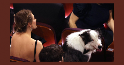  Actor  dog Messi to 'interview' stars on Cannes red carpet
