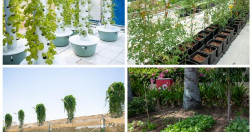 Dubai home gardens where fruits, vegetables are grown win
