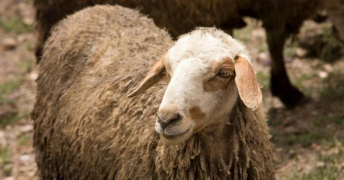Slaughterhouse timings announced in Abu Dhabi
