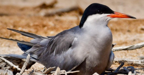 Collecting eggs of wild birds illegal, warns Abu Dhabi