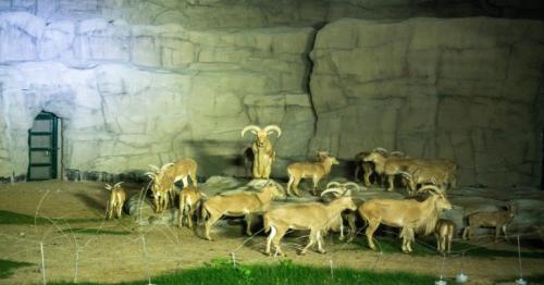 Inside Dubai night safari where visitors can meet animals