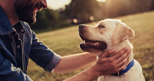Abu Dhabi mandatory pet registration to manage stray