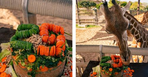 Dubai beloved giraffe celebrates 25th birthday at Safari