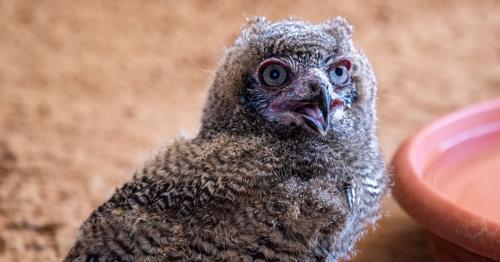 UAE: 3 rare Arabian spotted eagle owl babies hatch in